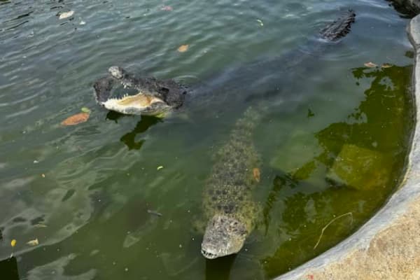 melaka crocodile and recreation park
